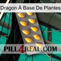 Dragon À Base De Plantes cialis1